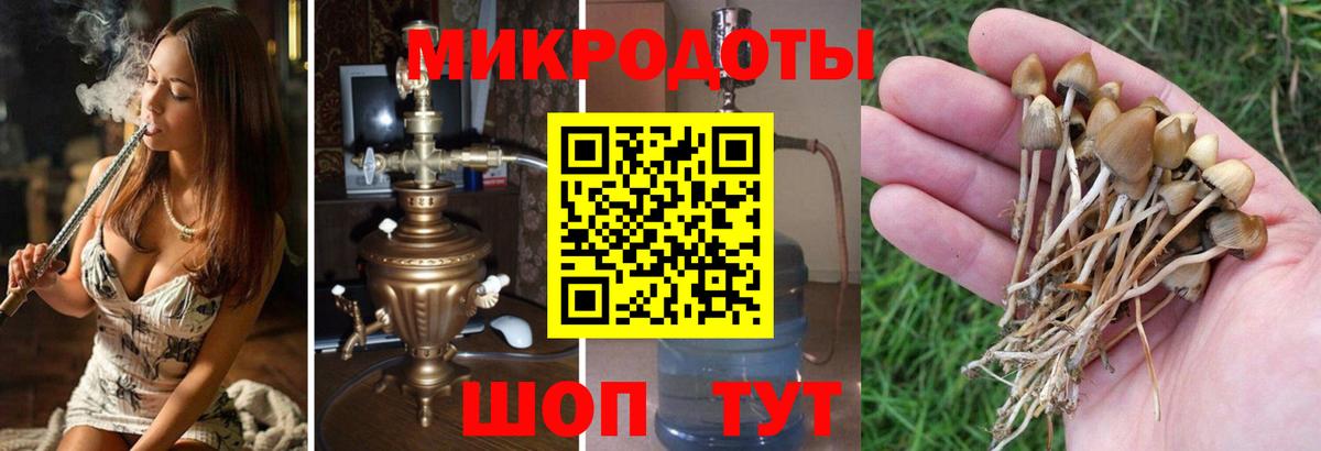 Галлюциногенные грибы Psilocybe Учалы